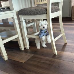 Miniature Schnauzer Puppies from Hardcastle Family Schnauzer’s