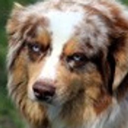 Marbles - Miniature Australian Shepherd