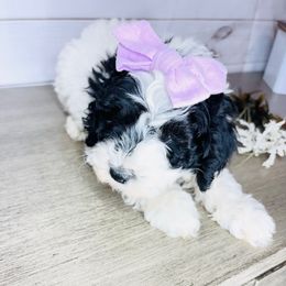 Dorothy - Black and white female Cavapoo puppy in Nixa, Missouri from Davis Family Doodles