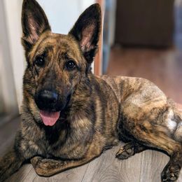 Armani - German Shepherd