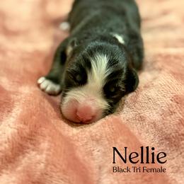 Nellie - Black tri-color female Australian Shepherd puppy in Columbia, Kentucky from Caywood Aussies