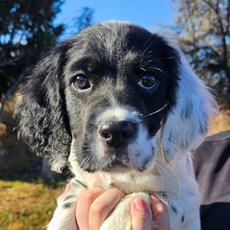 Full Black Masked Boy - Blue belton male English Setter puppy in Boise, Idaho from English Setters of the Eyrie