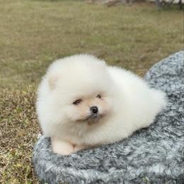 Pomeranian puppies from 🤎 Dreaming Puppies 🐶