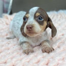 Lil bit - Chocolate female Dachshund puppy in Decatur, Mississippi from KP Dachshunds