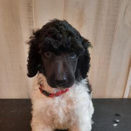 Poodles from Fantasy Poodles
