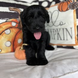 Giant Schnauzer and Miniature Schnauzer Puppies from Hillside Kennels