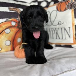 Giant Schnauzer and Miniature Schnauzer Puppies from Hillside Kennels
