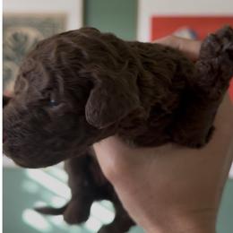 Brown 2 - Chocolate female Labradoodle puppy in Shingle Springs, California from California Double Doodles
