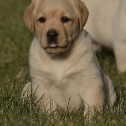 Labrador Retriever Puppies from Jamboree Labradors