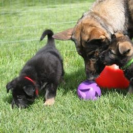 German Shepherd Puppies from Glaurung Kennel