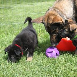 German Shepherd Puppies from Glaurung Kennel