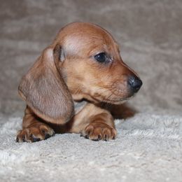 Red Boy 1300 - Red male Dachshund puppy in Arcadia, Florida from JB Dachshunds