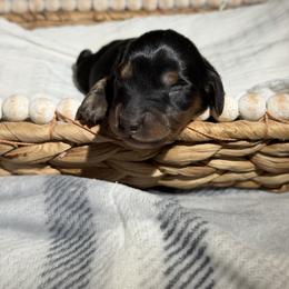 Boy 3. Black and tan - Black and tan male Dachshund puppy in Bald Knob, Arkansas from Victoria’s Dachshunds