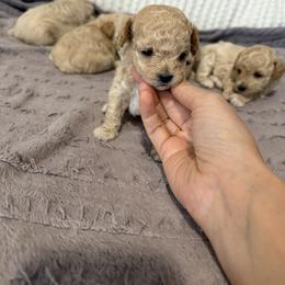 Maltipoo All Grown Up from Marina