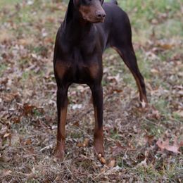 Doberman Pinscher All Grown Up from Saxbell Dobermans