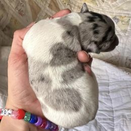 Chihuahuas from Massop's Chihuahuas