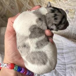Chihuahuas from Massop's Chihuahuas