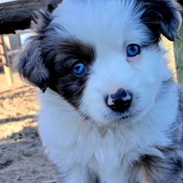 Laura (carrot) - Blue merle Miniature Australian Shepherd puppy in Viking, Minnesota from Son Shine Farm