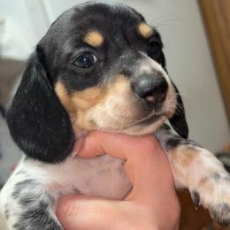 Cindy Lou - Black and cream female Dachshund puppy in Goldthwaite, Texas from Mini Mama Dachshunds