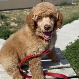Poodle puppies from The Peaks Premium Poodles