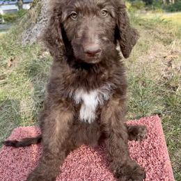 Girl 4 - Chocolate Goldendoodle puppy in Indian River, Michigan from Sturgeon River Doodles