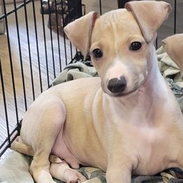 Boy 1 - Blue fawn male Italian Greyhound puppy in Monticello, Florida from Lebeck Acres