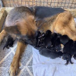 Sam and Twink girl 1 - Black and red female German Shepherd puppy in Galt, California from At Redwood Runs
