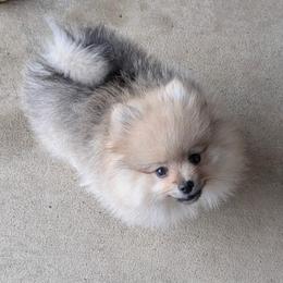 Navy - Cream sable male Pomeranian puppy in Scio, Oregon from Mac Daddy Poms