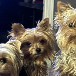 Yorkshire Terriers from Fall River Yorkies