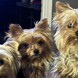 Yorkshire Terriers from Fall River Yorkies