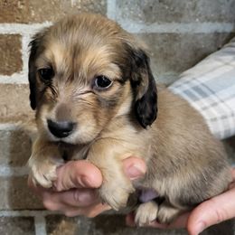 Cherub - Cream male Dachshund puppy in Goshen, Indiana from Knollbrook Farm