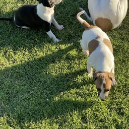 Italian Greyhound Puppies from Bahia Verde’s Kennels