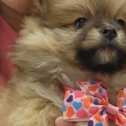 Pomeranians from TN Coco Poms