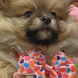 Pomeranians from TN Coco Poms