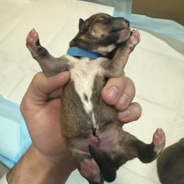 Shiba Inu Puppies from Anko Shibas