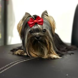 Crystal - Yorkshire Terrier