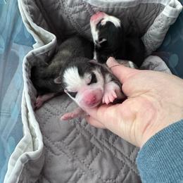 Peach - Wolf sable female Pomsky puppy in Venus, Pennsylvania from Hemlock Pines Pomsky