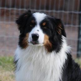 Cool Water - Australian Shepherd