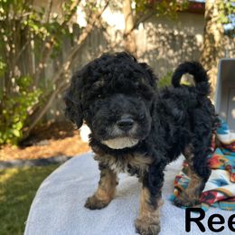 Aussiedoodle, Bernedoodle, Bernese Mountain Dog, and Sheepadoodle Puppies from Draper Mountain Doodles