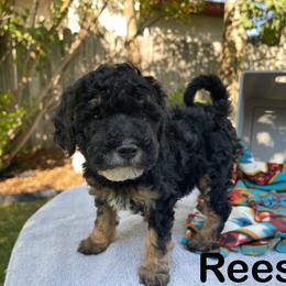 Aussiedoodle, Bernedoodle, Bernese Mountain Dog, and Sheepadoodle Puppies from Draper Mountain Doodles
