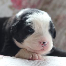 Hourglass - Black tri-color male Australian Shepherd puppy in Noxon, Montana from MITIN Aussies AKC Standard Australian Shepherds