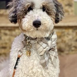 Bernedoodle puppies from High Desert Doodles