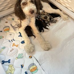 Bernedoodle Puppies from Lovey Dovey Bernedoodles