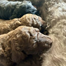Poodle puppies from S. E. Standard Poodles