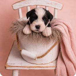 Lily - Parti female Miniature Schnauzer puppy in Winter Haven, Florida from The Blue Eyed Schnauzer