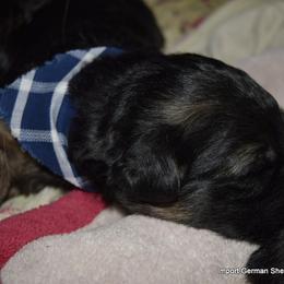 German Shepherd Puppies from Import German Shepherds of Kansas