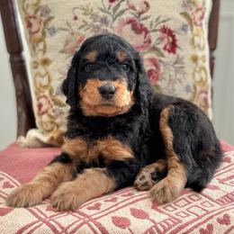 Grumpy Bear- Blue Collar - Phantom male Goldendoodle puppy in Bay City, Texas from Charming Doods Goldendoodles