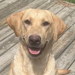 Janie - Labrador Retriever