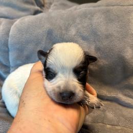 Girl 3 - Blue speckled female Australian Cattle Dog puppy in Cottage Grove, Oregon from Heirloom Ranch