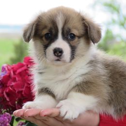 Basset Hound and Pembroke Welsh Corgi Puppies from Northstar Corgis and Basset Hounds
